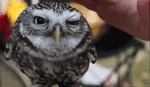 :petting-owl-smiley-emoticon: