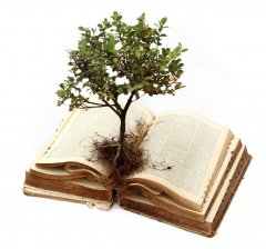 tree in book image-1 cut.jpg