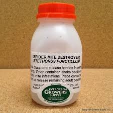 Spider might destroyer stethorus punctillum bottle.jpg