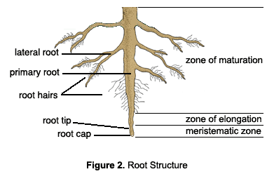 large.596febe1d2cce_rootstructuretaproot