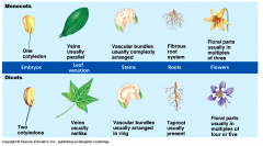dicot and moncot plants pic.png