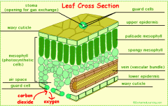 leaf cross section.gif
