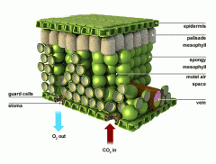leaf graphic cells.gif