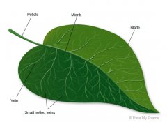 Leaf illustration anatomy.jpg