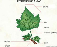 leaf stricture veins.png