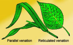 leaves of parallel venation and reticulated venation.jpg