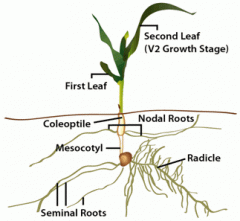 monocot roots illustration corn.gif