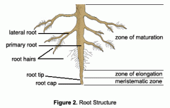 rootstructure taproot.gif