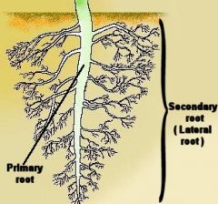 lateral_roots1323188073974.jpg