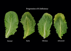 leafyvegetables-def-potassium.png