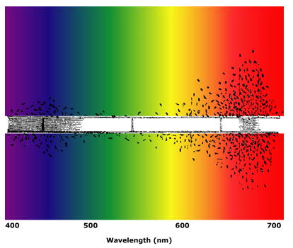 Engelmann's photosynthetic action spectrum.png