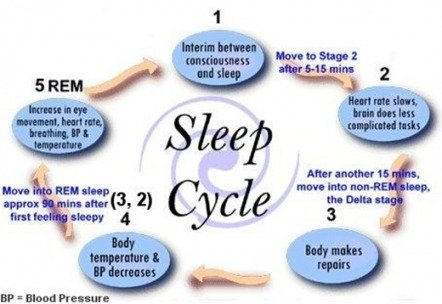 sleep cycle.jpg