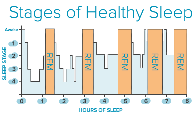 Stages-of-Sleep cycle graph.png